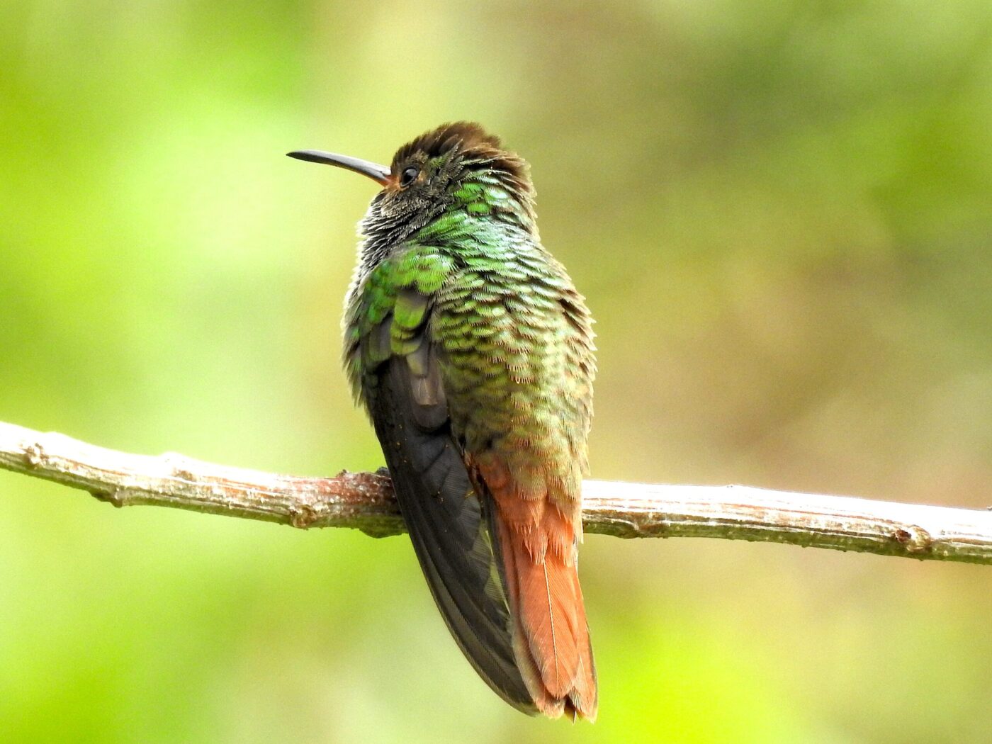 A green hummingbird sits on a tree branch.
