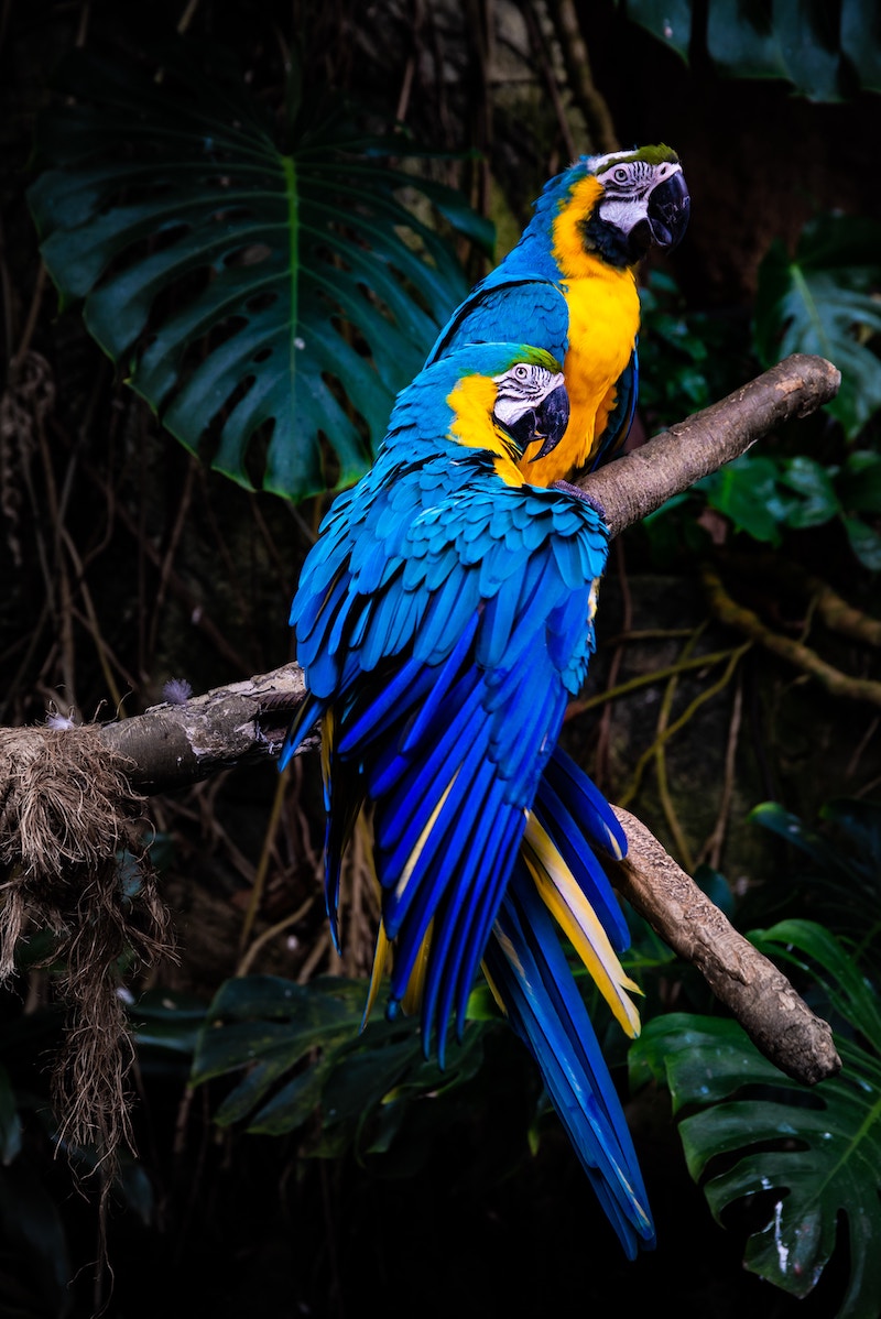 Two blue and yellow macaws on a tree