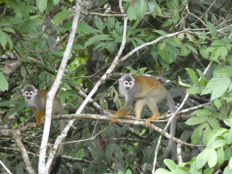 Two monkeys sit in a tree in the Amazon rainforest.