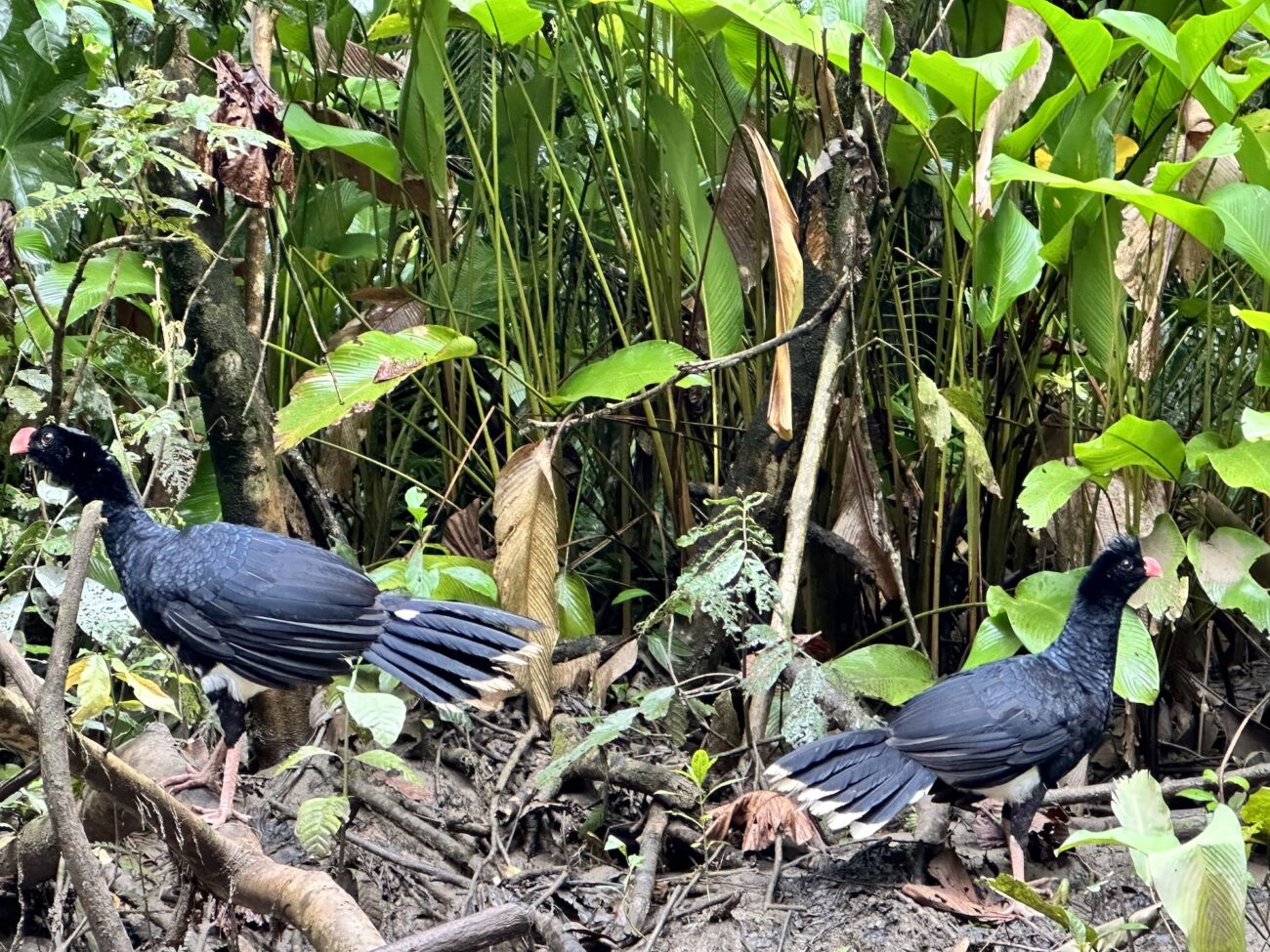 Two black birds sit in front of plants in the Amazon rainforest.