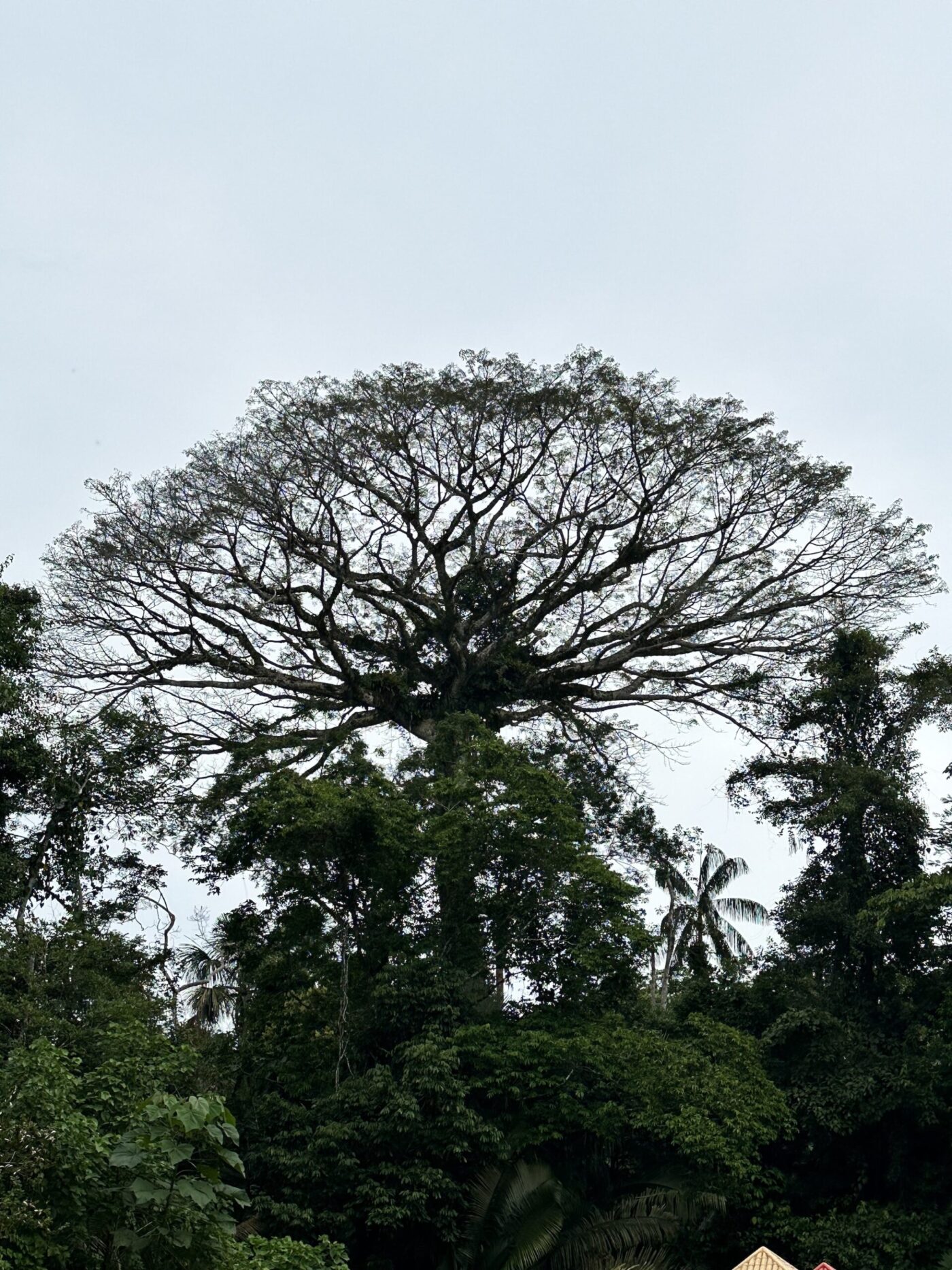A tree in the Amazon rainforest.