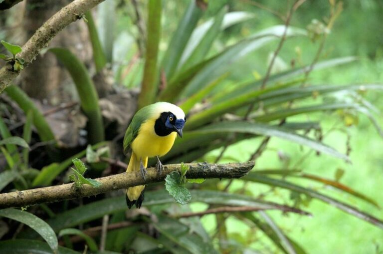 A Green Jay bird, sith green and yellow feathers and a dark beak, sits perched on a branch in the Amazon rainforest.