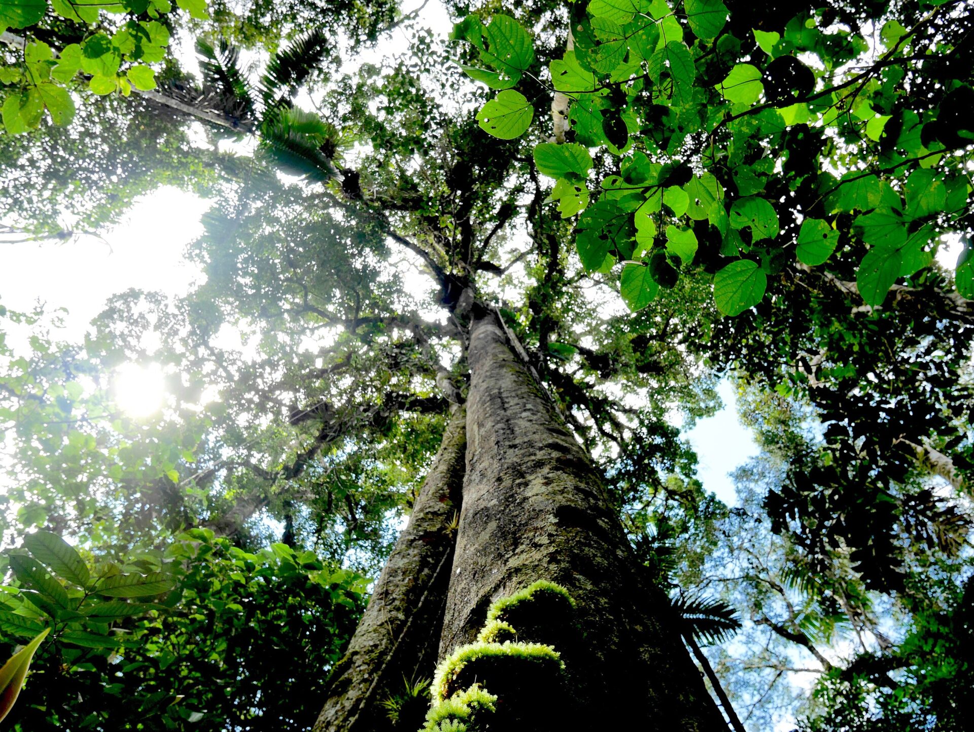 A look up a tree trunk in the Amazon rainforest.