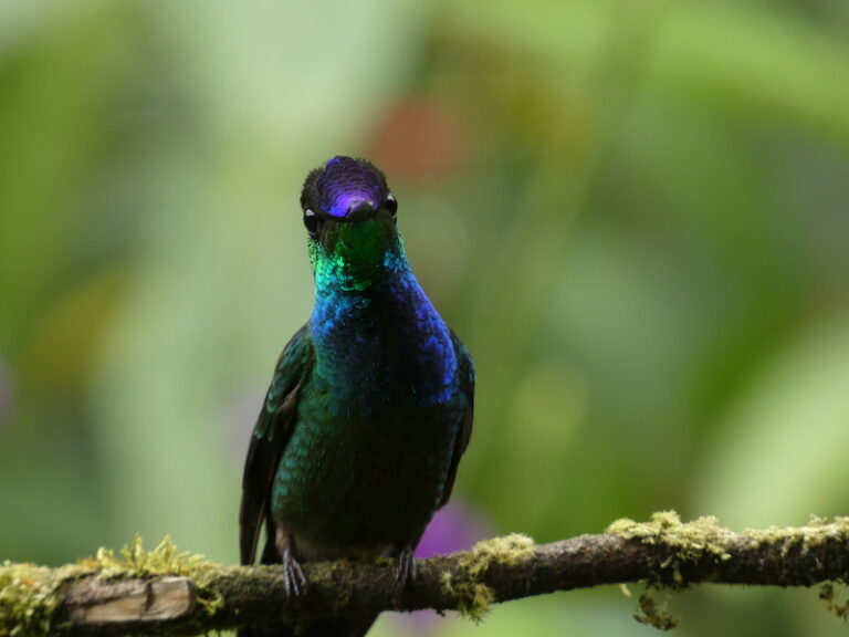 A blue and green bird sits on a branch in the Amazon rainforest.