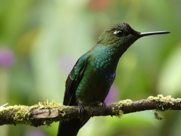 A green and blue bird sits perched on a branch in the Amazon rainforest.