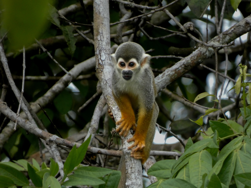 A monkey sits perched in a tree in the Amazon rainforest.