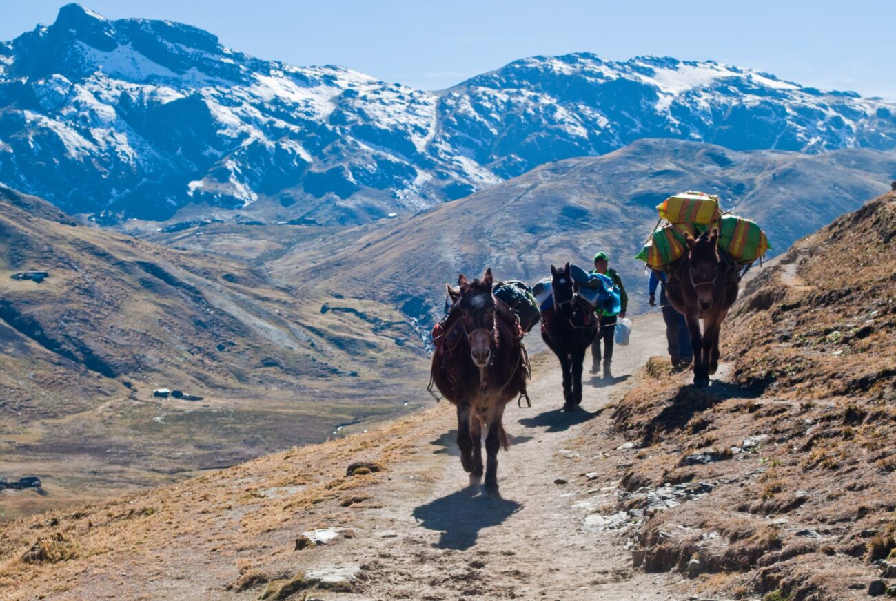 Mules walk carrying bags through the Andes mountains.