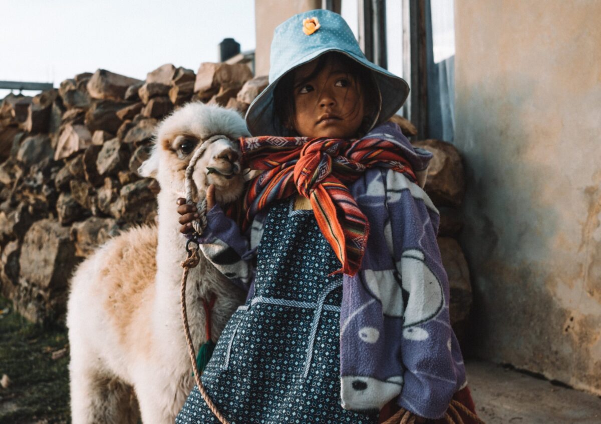 A little girl with an alpaca looks up.