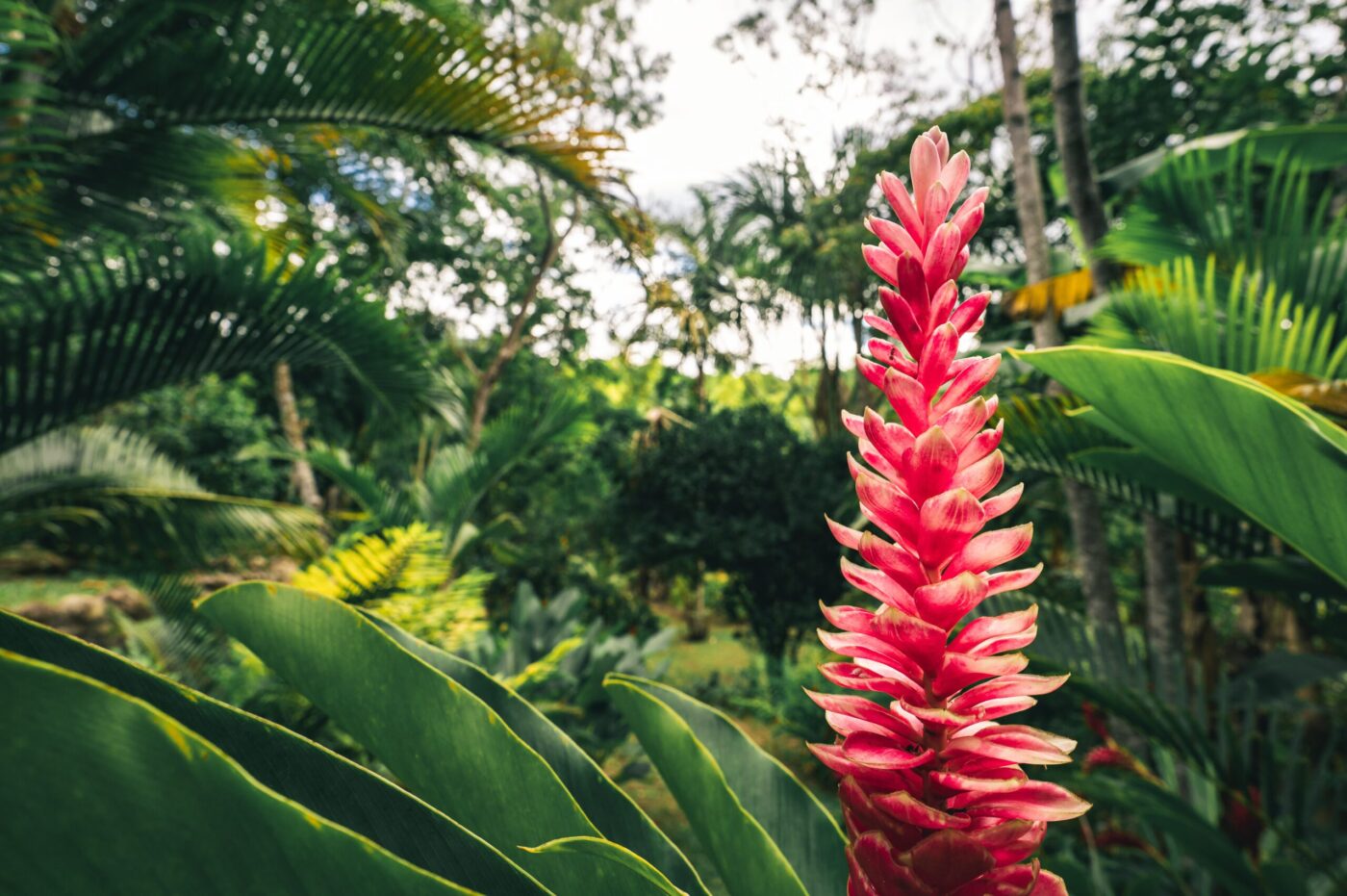 Pink flower with foliage around it