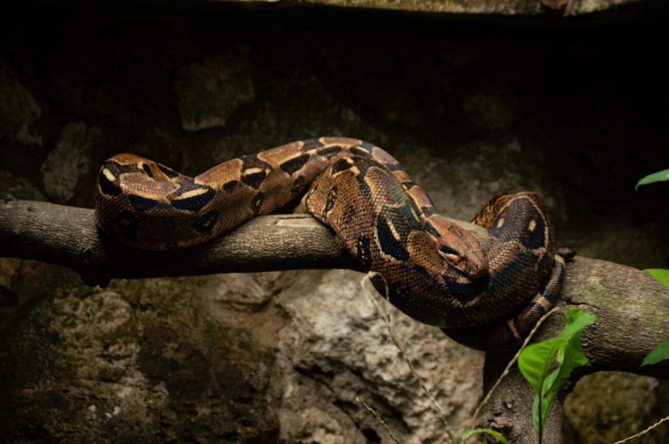 A brown and black snake coils around a branch.