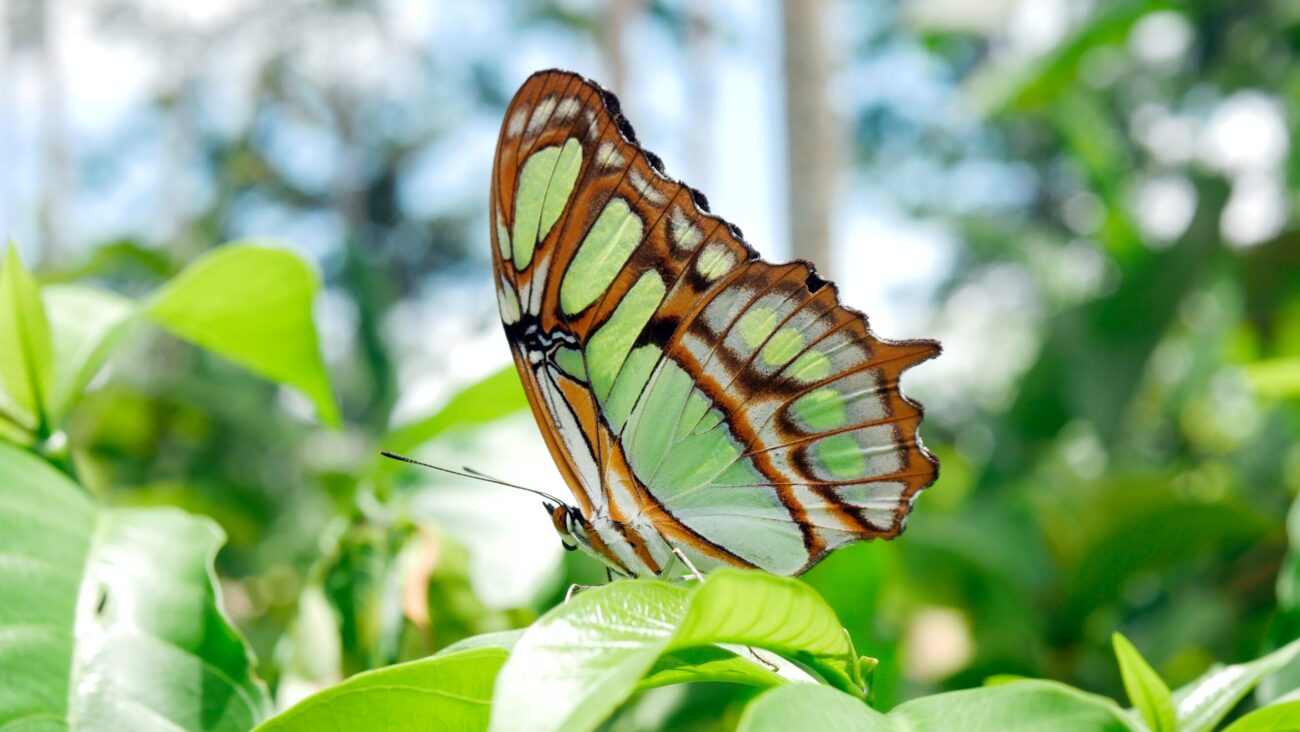 Amazonian Butterfly